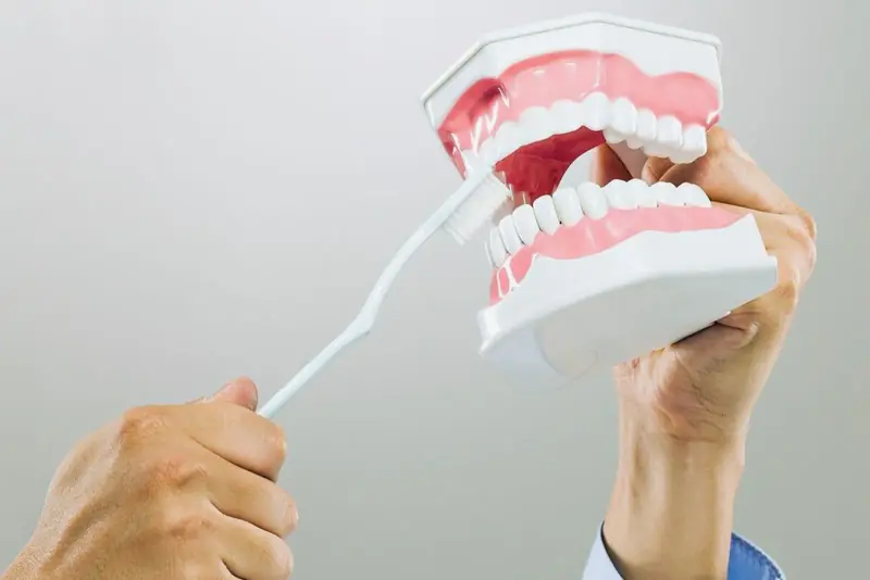 Mains nues brossant les dents d’un grand modèle de mâchoire avec une brosse à dents, devant un fond gris clair